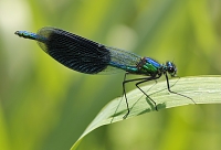 weidebeekjuffer (calopteryx splendens) 4835